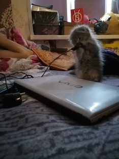 Кошка 