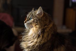 Кстати о кошках🐈