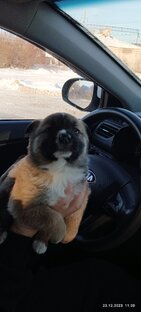 Овчарка в доме