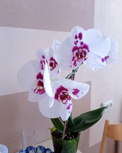 Дилетант об орхидеях