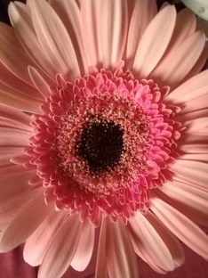 Дефектология 