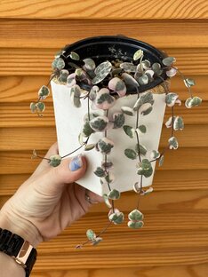 Суккуленты