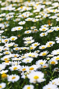 Загородный дом.