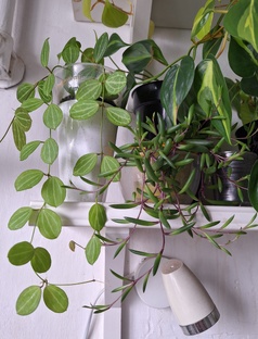 Оттона мясистая