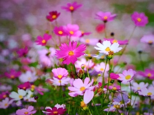 Как прекрасны все цветы!