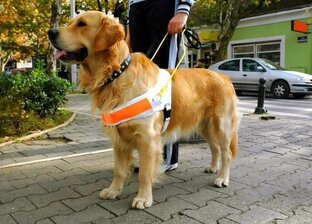 всё о собаках поводирей