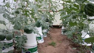 Арбузы в Нижегородской области. Сезон 2023.