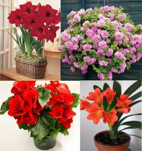 🪴 Цветы ! 🌸Полезные советы!🌷