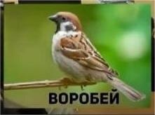 Образование
