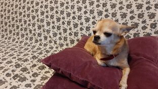 Собака чихуахуа