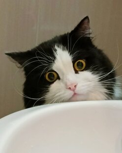 Котейка куда то смотрит