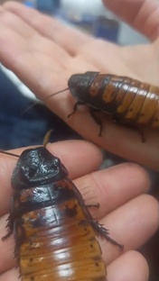 Кормовые (и не только) насекомые 