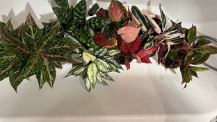 Мои аглаонемы