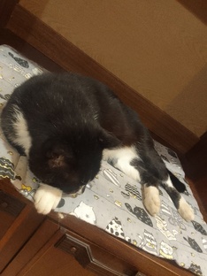 Маркиз