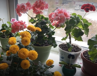 Цветы. Природа