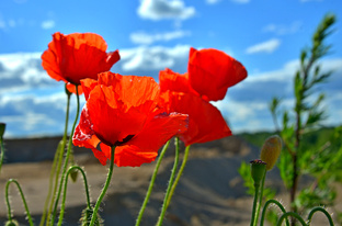 Сны о России (Всё)