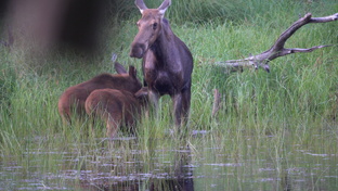 ВИДЮШКИ-КОРОТЫШКИ