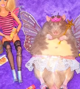 ЛУЧШИЕ домашние животные, которые заставят вас смеяться! 