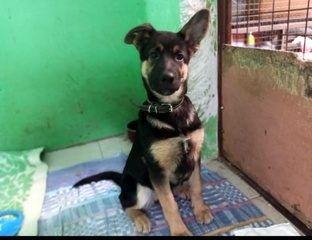 Щенка забросили через забор в приют. Вита 