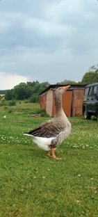 Философия дачника , садовода, огородника