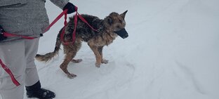Овчарка Динка
