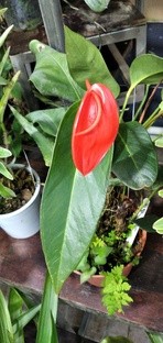 Ботанический сад. Калуга. 