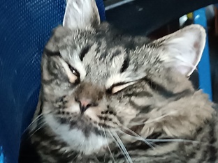 Славная 🐱🐈🐱 КОТОЖИЗНЬ ЛЮБИМЦА