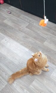 Любимое занятие😊🐈