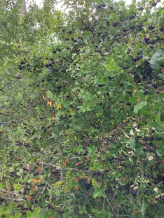 Химиотерапия