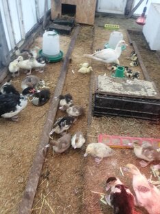 Утки, индоутки