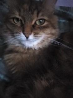 История про кошку Маню, которая однажды постучалась к нам в дверь. 🐱