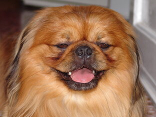 Милые и смешные питомцы