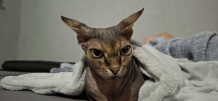 Мия и Мейзу 