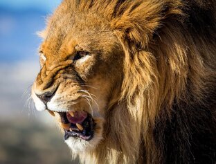 Животные рядом с нами