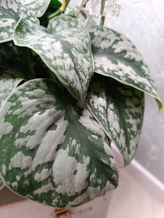 Эпипремнумы 