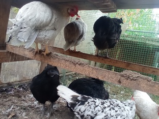 Как дела в курятнике?