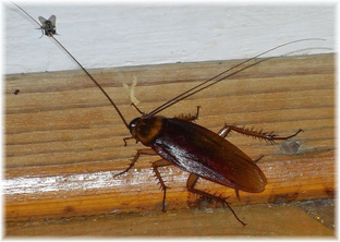 Борьба с дачными вредителями