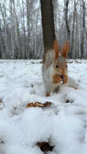 Много белок не бывает!