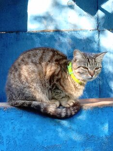 Животные и птицы