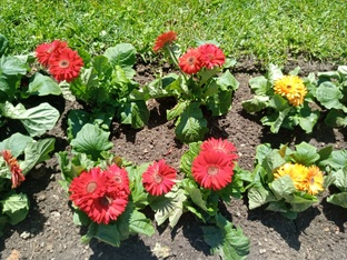 Педагогика 