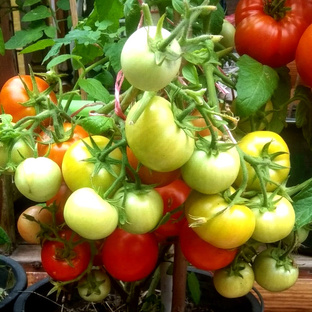 Урожай томатов в ведрах