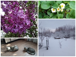 Моя деревенская жизнь