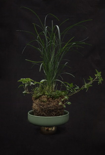 Фитодизайн, формовка, интерьерное озеленение,  комнатный бонсай