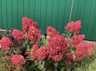  Самарская Лидия метельчатая гортензия .