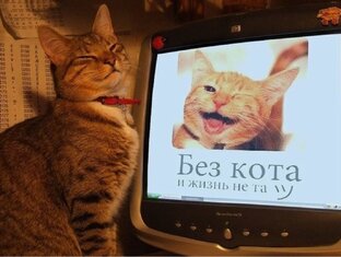 Эти милые кошечки, собачки