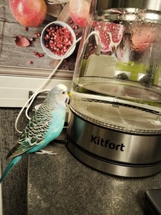 Жорик наш любимый волнистик 