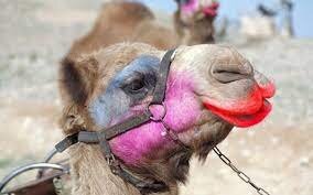 Любопытное о животных