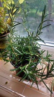 садоводство