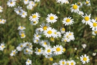 Природа 