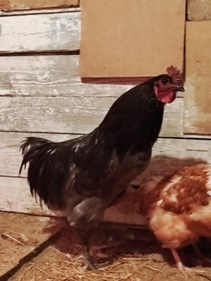 ДОМАШНЕЕ ХОЗЯЙСТВО